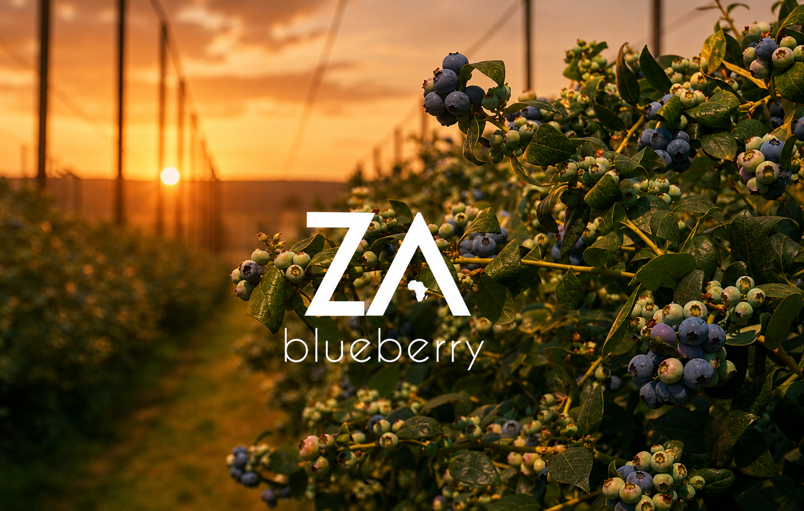 ZAB Blueberries 13